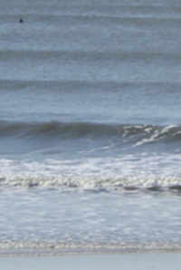 Dolphin swimming off coast of North Topsail Beach, April 13, 2007